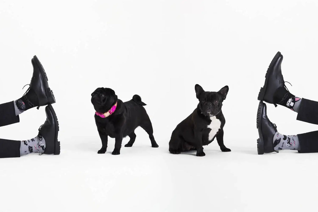 Tiny Little Dogs ManyMornings