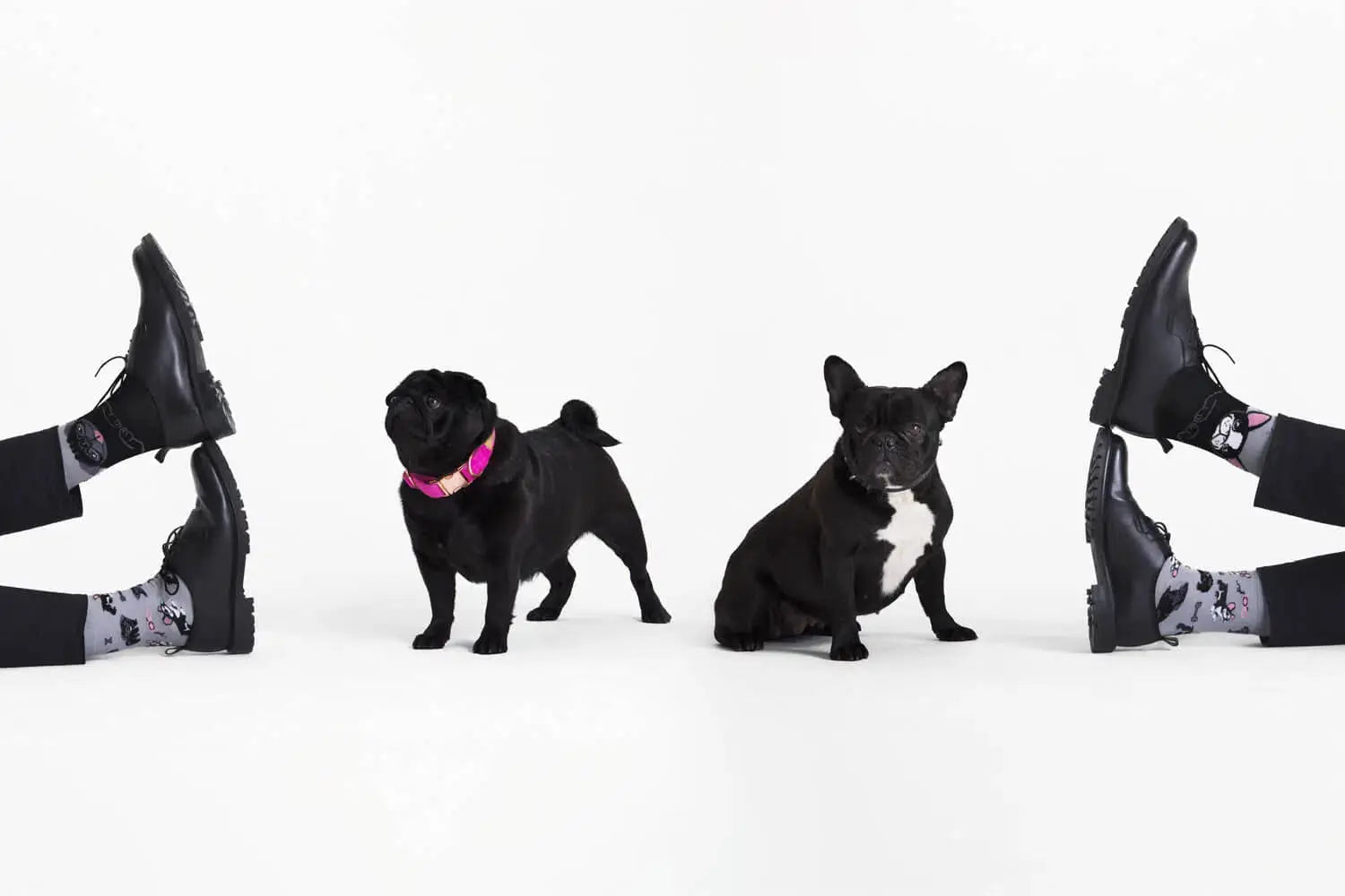 Tiny Little Dogs ManyMornings