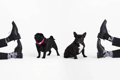 Tiny Little Dogs ManyMornings